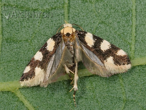 Pseudotelphusa tessella