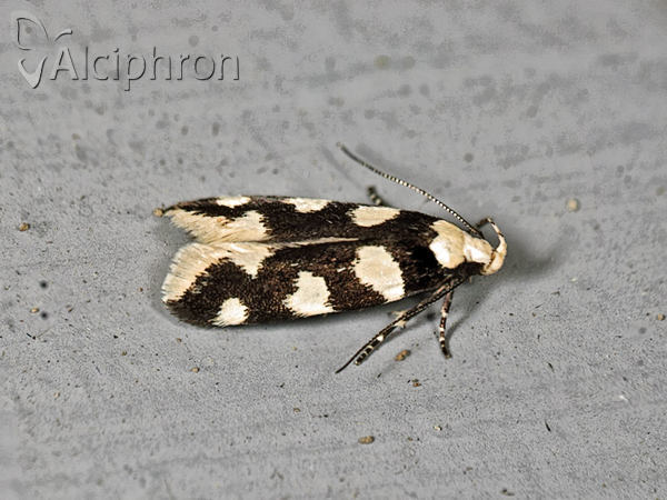 Pseudotelphusa tessella