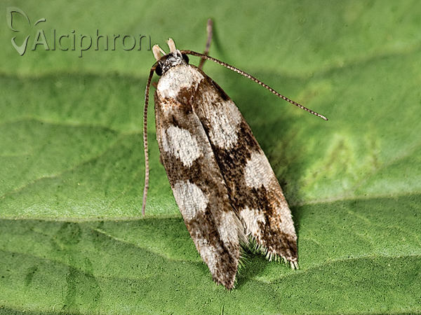 Pseudotelphusa tessella