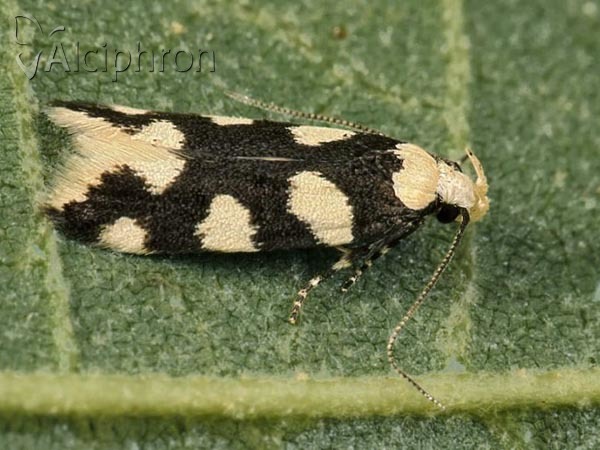 Pseudotelphusa tessella