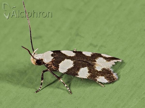 Pseudotelphusa tessella