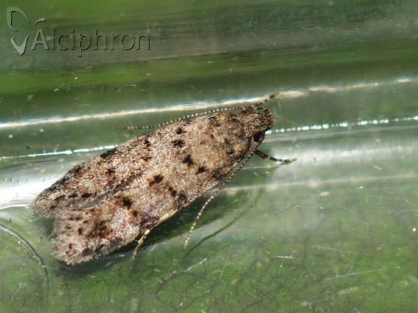 Carpatolechia aenigma