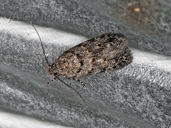 Carpatolechia aenigma