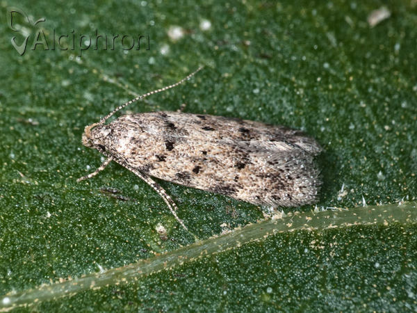 Carpatolechia aenigma