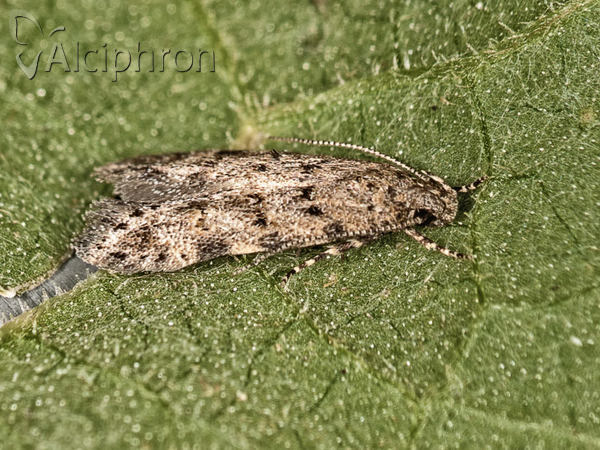 Carpatolechia aenigma