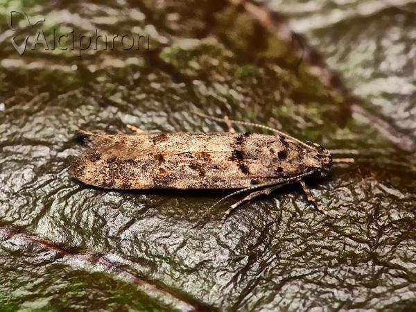 Carpatolechia aenigma