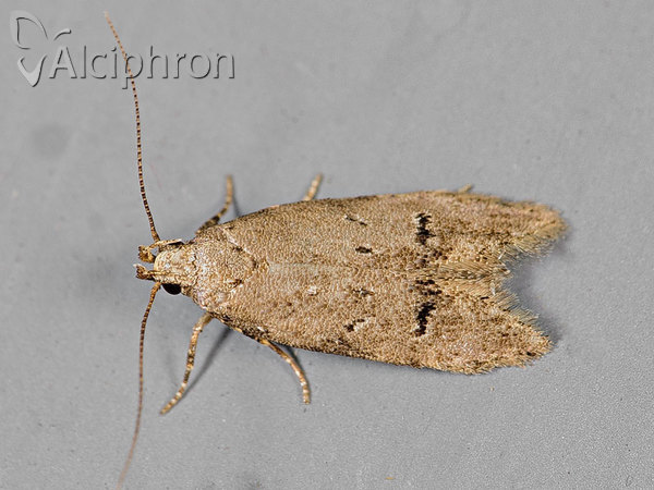 Teleiodes vulgella