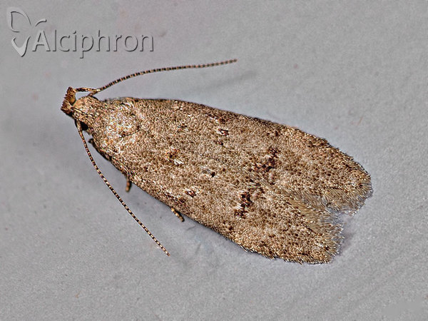 Teleiodes vulgella