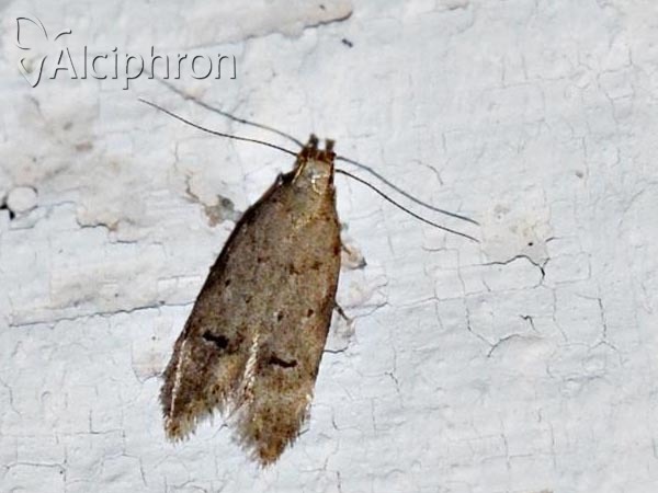 Teleiodes vulgella