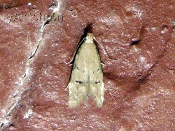 Teleiodes vulgella