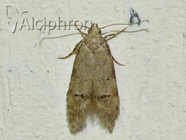 Teleiodes vulgella