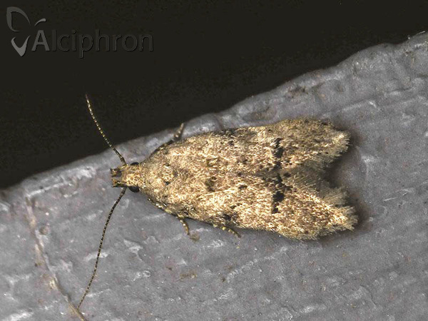 Teleiodes vulgella