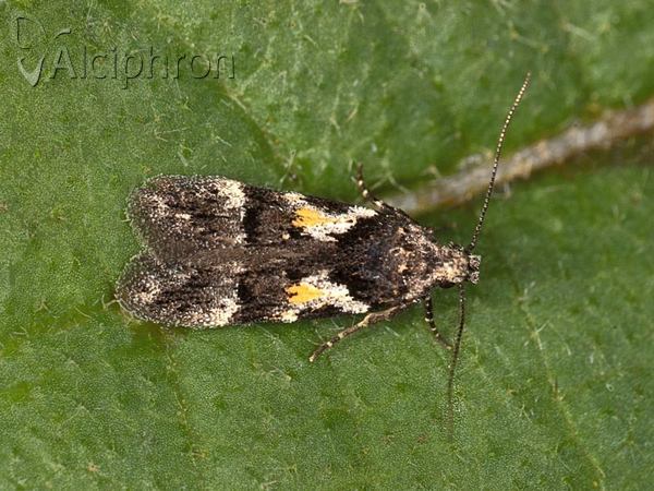 Teleiodes luculella