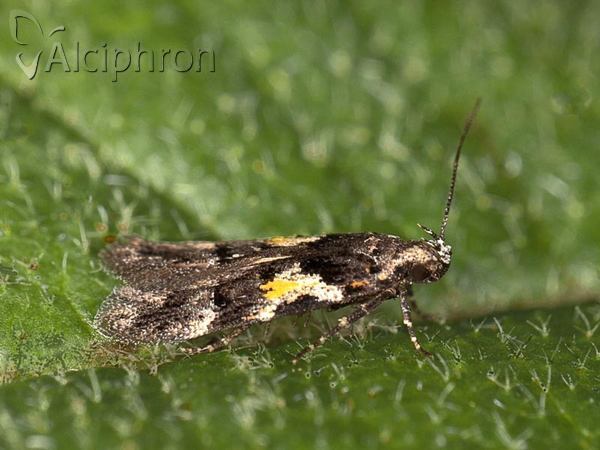Teleiodes luculella