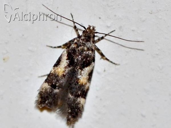 Teleiodes luculella