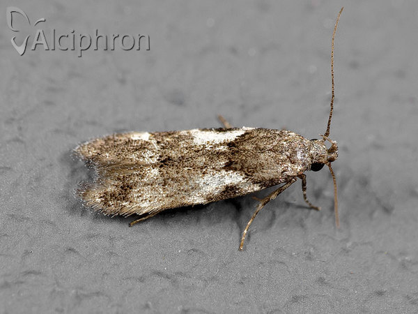 Teleiodes luculella