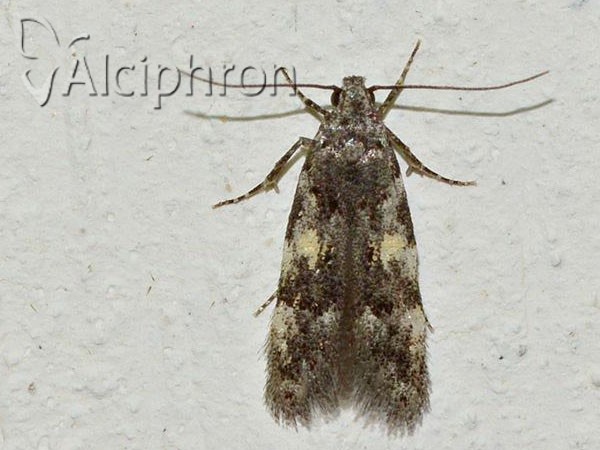 Teleiodes luculella