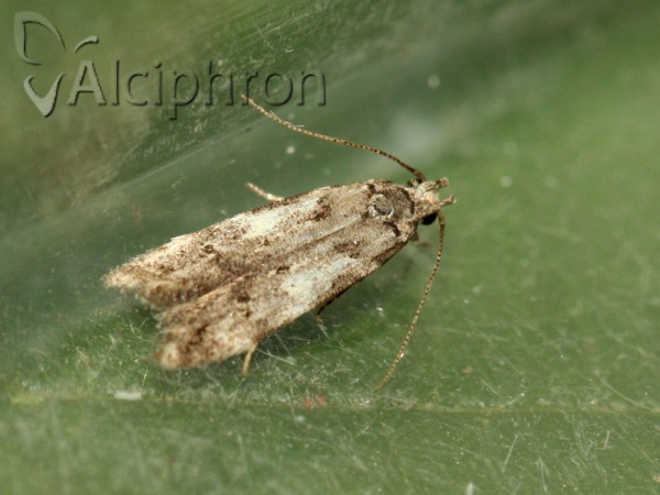 Teleiodes luculella