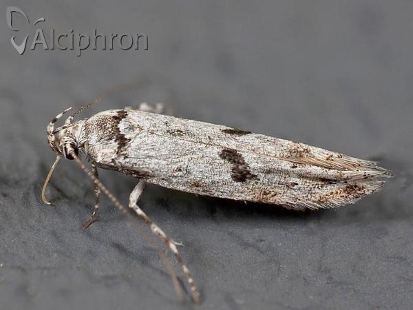 Stenolechiodes pseudogemmellus