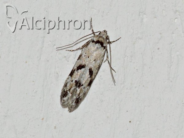 Stenolechiodes pseudogemmellus