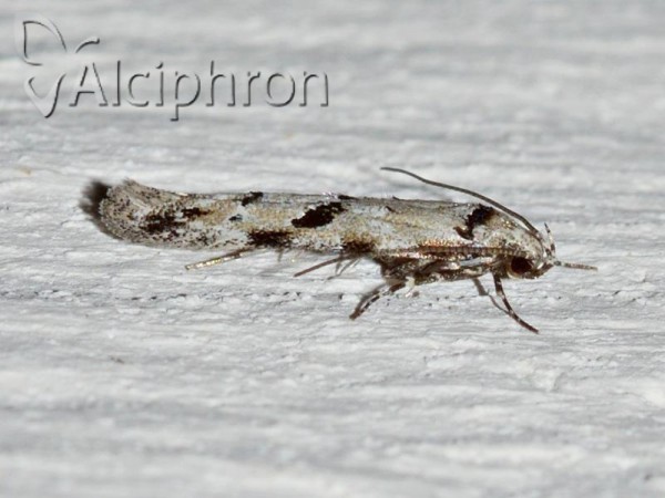 Stenolechiodes pseudogemmellus