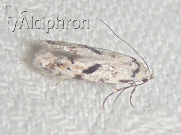 Stenolechiodes pseudogemmellus