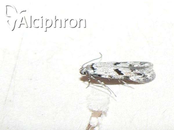 Stenolechiodes pseudogemmellus