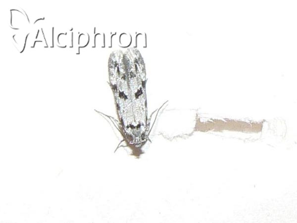 Stenolechiodes pseudogemmellus