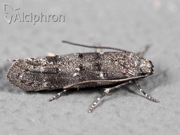 Exoteleia dodecella