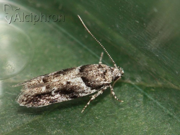 Recurvaria nanella