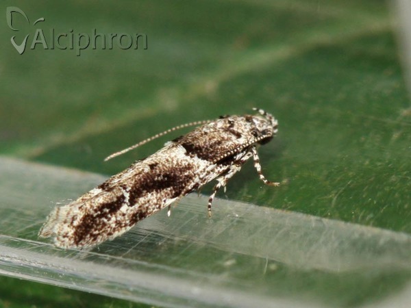 Recurvaria nanella