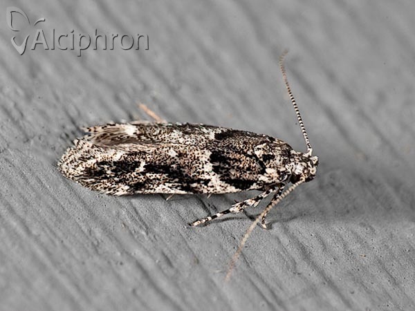 Recurvaria nanella