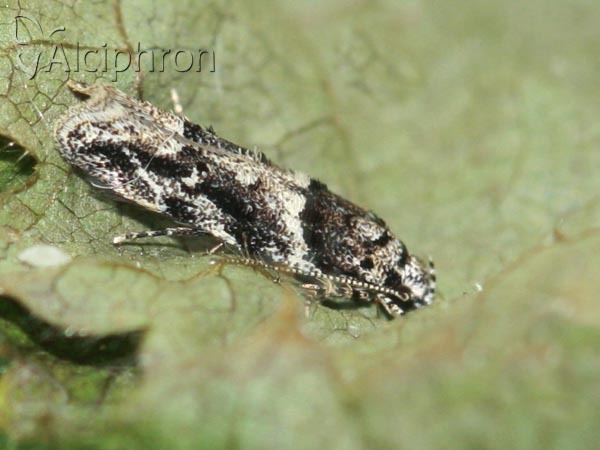 Recurvaria nanella