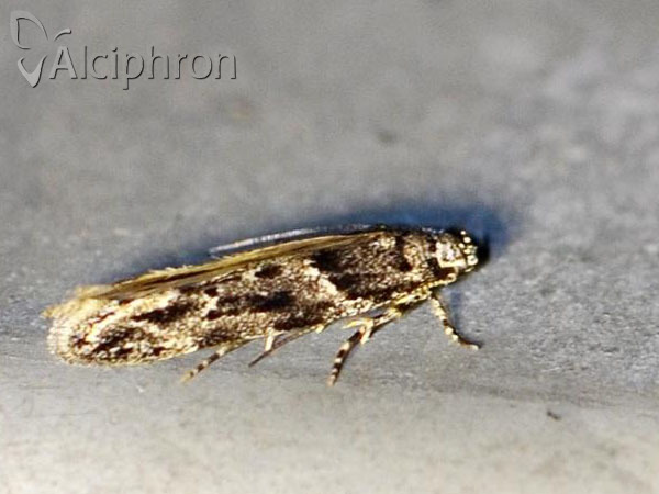 Recurvaria nanella