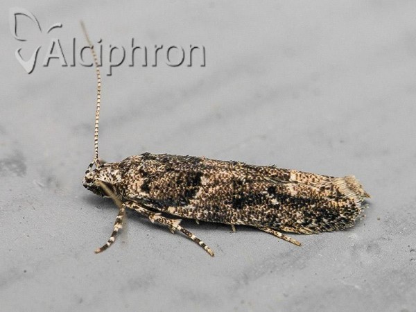 Recurvaria nanella