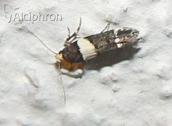 Recurvaria leucatella