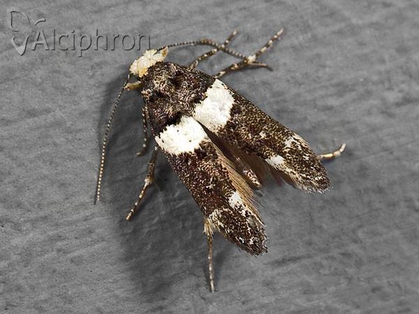 Recurvaria leucatella