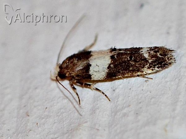 Recurvaria leucatella