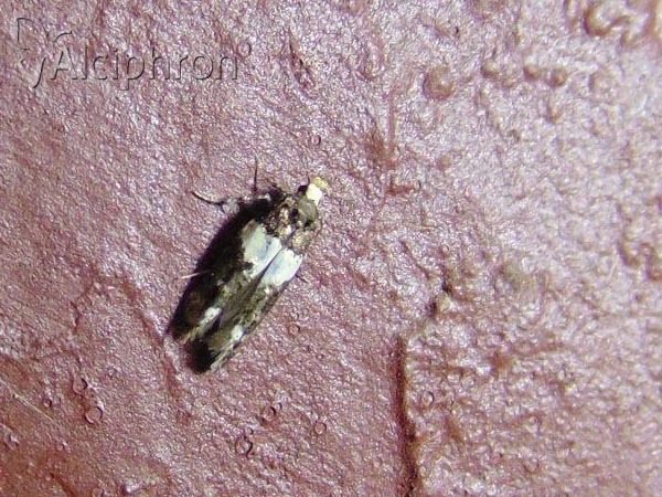 Recurvaria leucatella