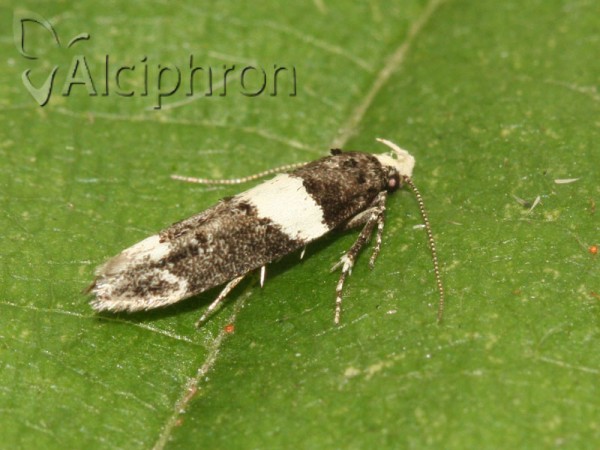 Recurvaria leucatella