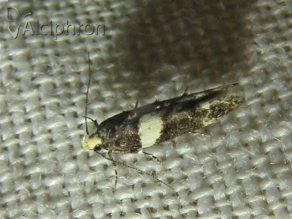 Recurvaria leucatella