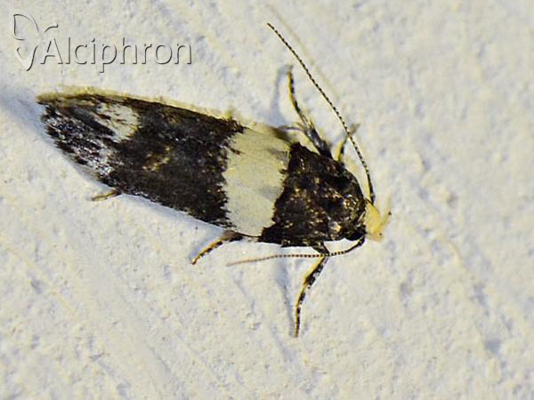 Recurvaria leucatella