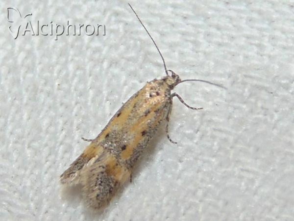 Athrips nigricostella