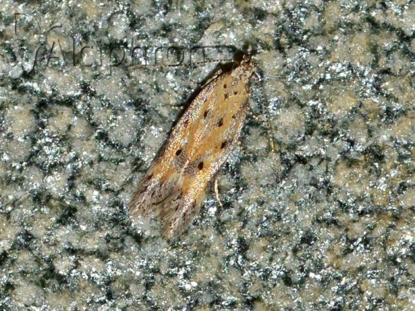 Athrips nigricostella