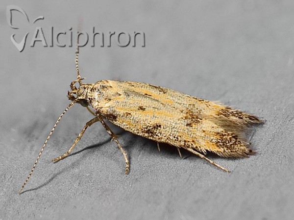 Athrips nigricostella