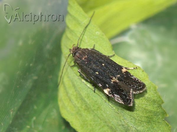 Neofriseria peliella