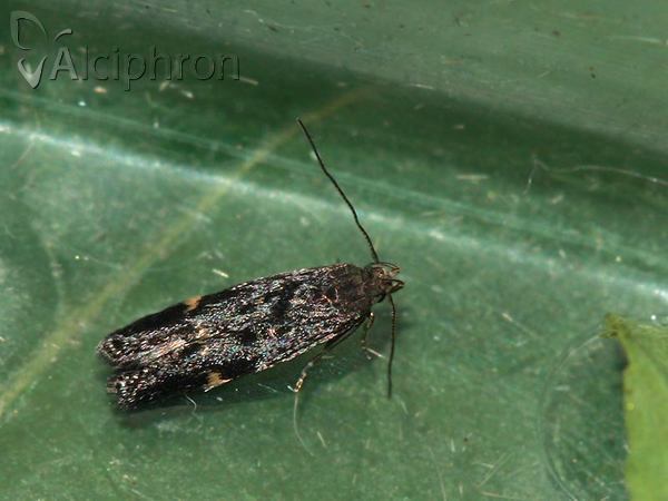 Neofriseria peliella