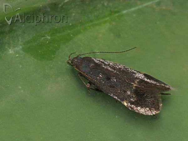 Neofriseria peliella