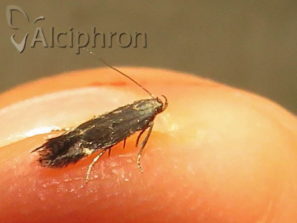 Neofriseria peliella