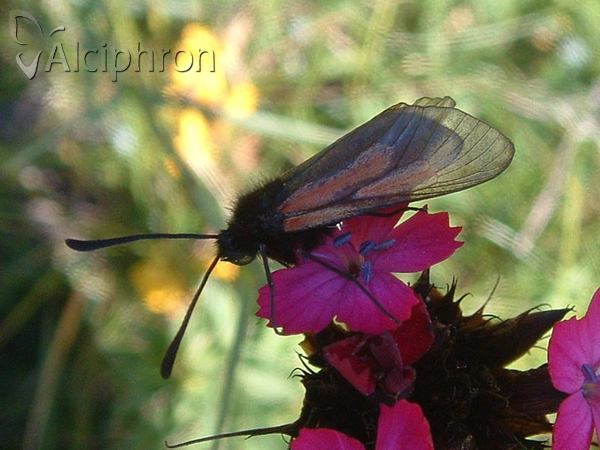 Zygaena brizae